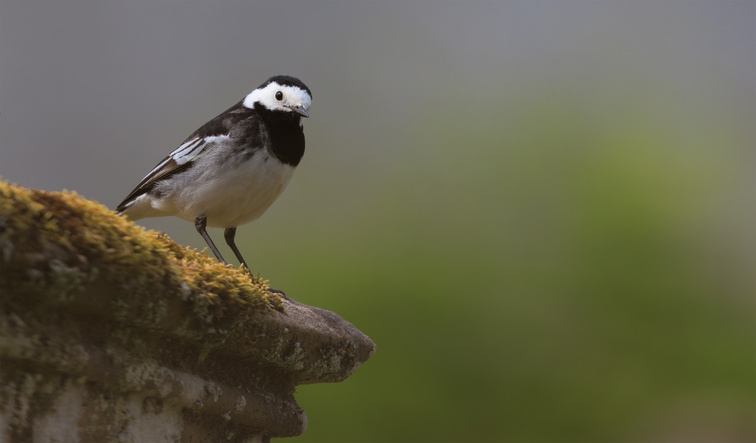 Pied wagtail on a monument